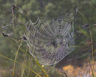 Spiderweb
