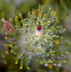 Iced Flower