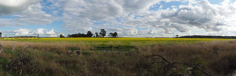 Canola