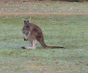 Kangaroo