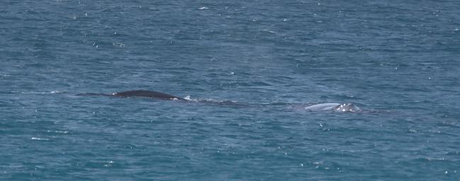 Southern Wright Whale