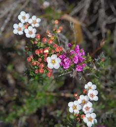 Fitzgerald National Park