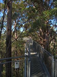 Walk In Trees