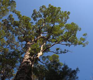 Walk In Trees
