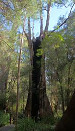 Walk In Trees