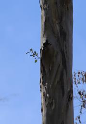 Walk In Trees