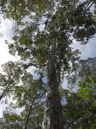 Walk In Trees