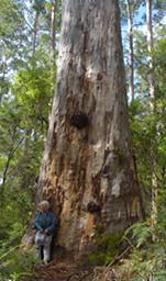 Walk In Trees