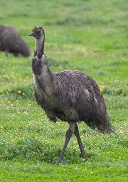Emu