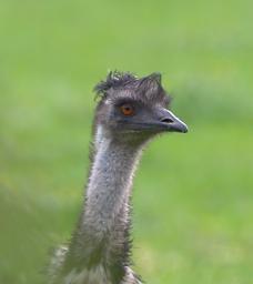 Emu
