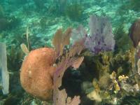 Coral, Four-Eyed Butterfly Fish