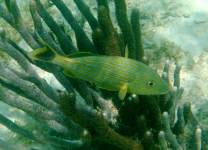Blue Striped Grunt