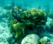 School on Coral