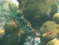 Male Stoplight Parrotfish