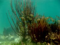 School on Coral