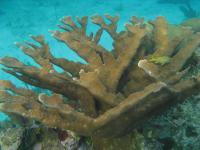 French Grunt, Elkhorn Coral