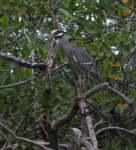 Heron