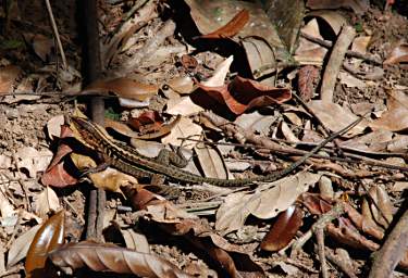 Lizard