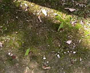 Leaf Cutter Ants