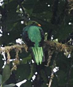 Golden-Headed Quetzal
