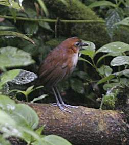 White-Bellied Ant Pitta