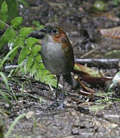 White-Bellied Ant Pitta