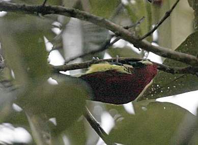 Yellow-Vented Woodpecker