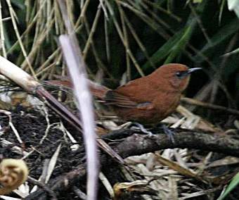 Rufous Spinetail