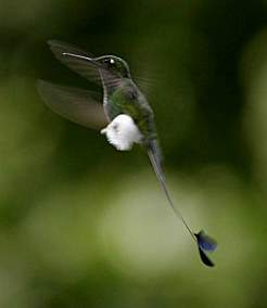 Booted Racket Tail