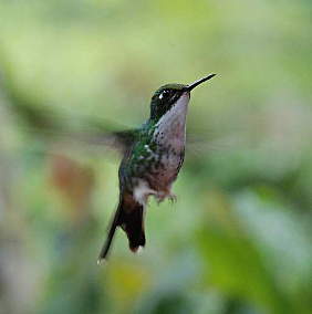 Booted Racket Tail (Female)
