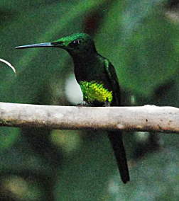 Xxx Hummingbird