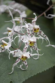 Orchid