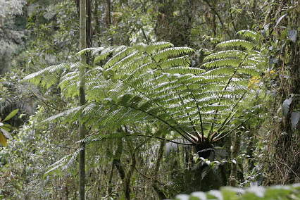 Giant Fern