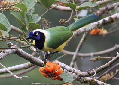 Green Jay