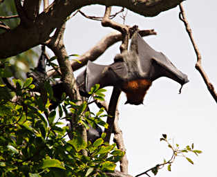 Fruit Bat