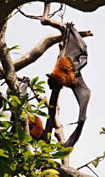 Fruit Bat