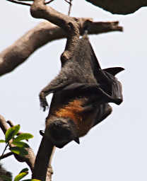 Fruit Bat