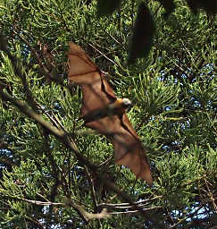 Fruit Bat Flying