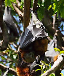 Fruit Bat