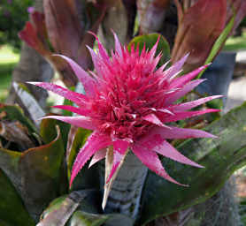 Pink Epiphytes