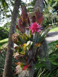 Pink Epiphytes