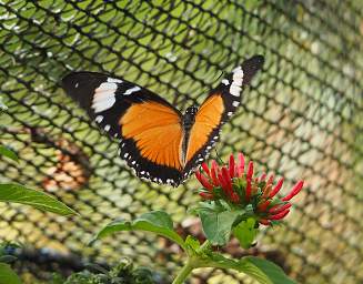 Butterfly Xxx