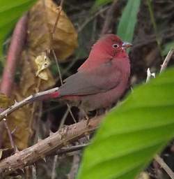 Red Billed Fire Finch