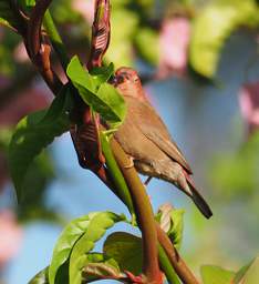 Red Billed Fire Finch