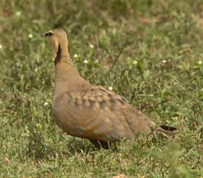Yellow Throated Sand Grouse