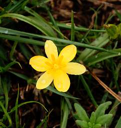 Flower Xxx Yellow