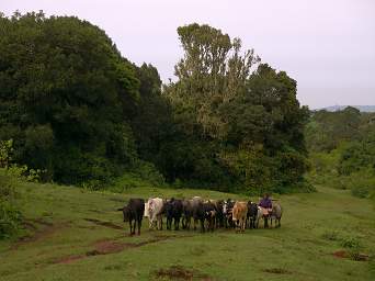  Cattle Herder
