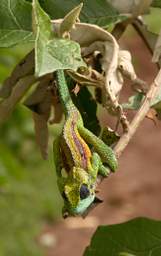  Xxx Chameleon