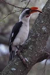 Tarangire NP Bird Von Der Deckens Hornbill