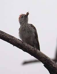 Cardinal Woodpecker